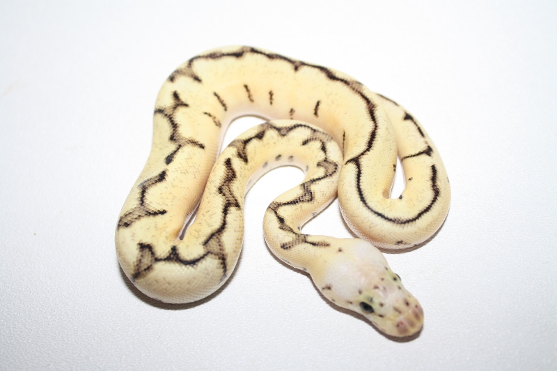 bumble bee clown male
