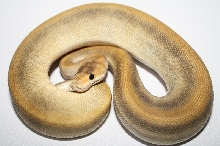 champagne pinstripe het ghost male 1