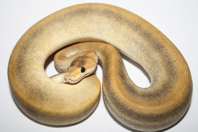 champagne pinstripe het ghost male 1