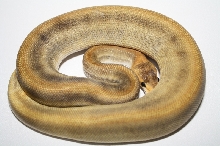 champagne pinstripe het ghost male 2