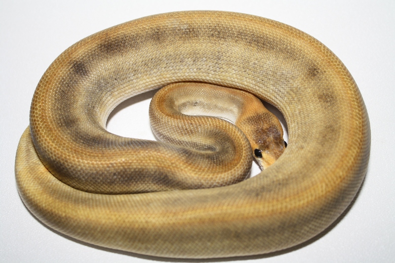 champagne pinstripe het ghost male 2