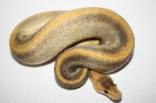 champagne pinstripe het ghost male 3