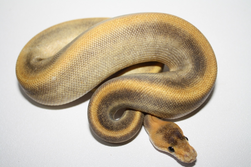 champagne pinstripe het ghost male 3