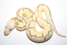 killer bee clown female