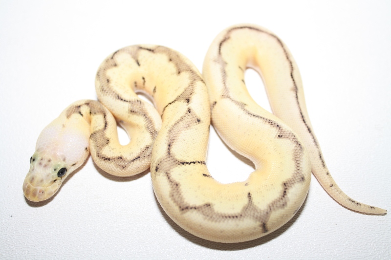 killer bee clown female