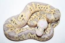 killer clown male