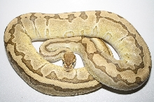king pin 1195g