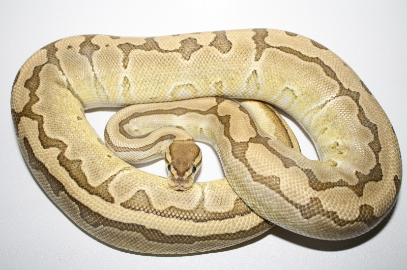 king pin 1195g