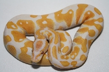 lavender albino male 3