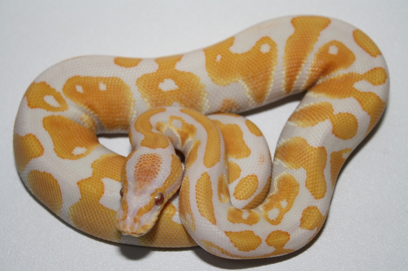 lavender albino male 3
