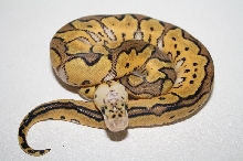 pastel clown female 13-1