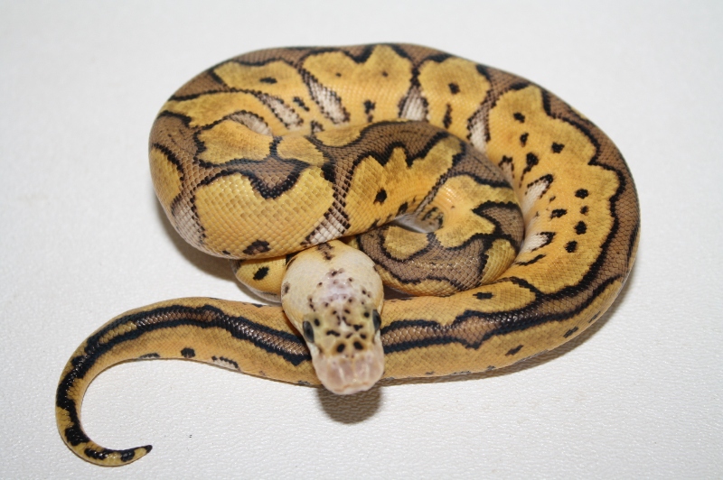 pastel clown female 13-1
