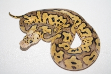 pastel clown female 2