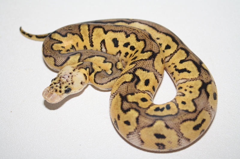 pastel clown female 2