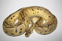 pastel clown 3 (765g)