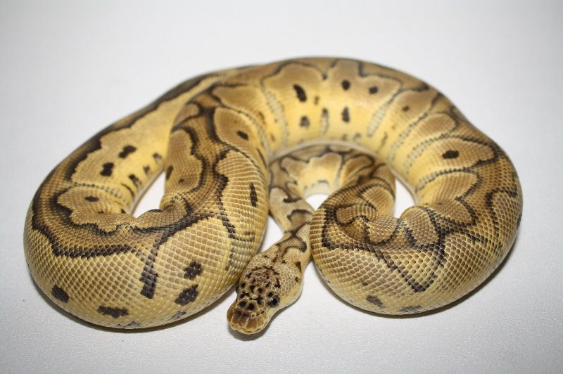 pastel clown 3 (765g)