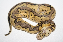 pastel clown male 13-1
