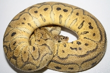 pastel clown male