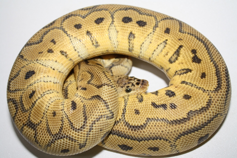 pastel clown male