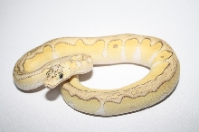 pastel lesser clown female 2