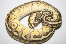 pastel lesser het clown male 1