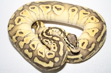 pastel lesser het clown male 2