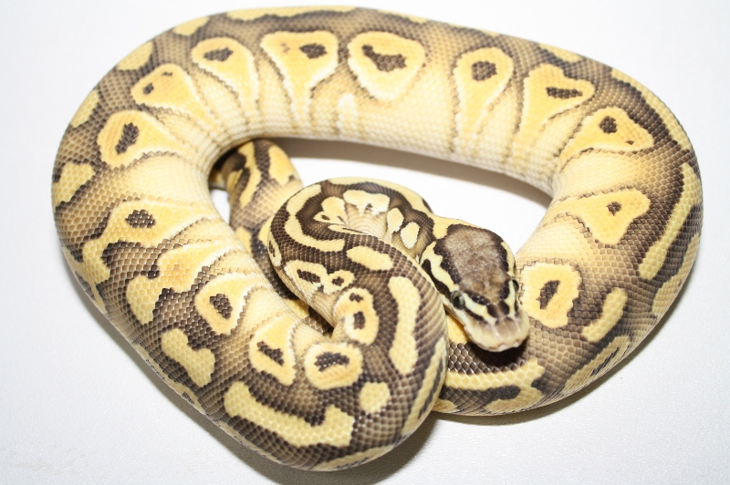 pastel lesser het clown male 2