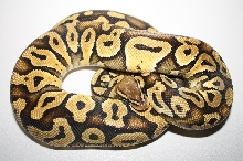 pastel mystic 1035g