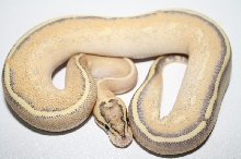 puma male