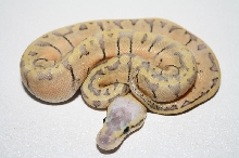 2013 super blast male 3