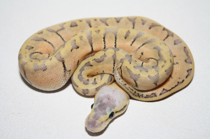 2013 super blast male 3