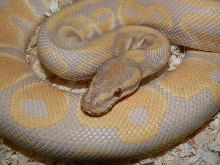 Lavender Male