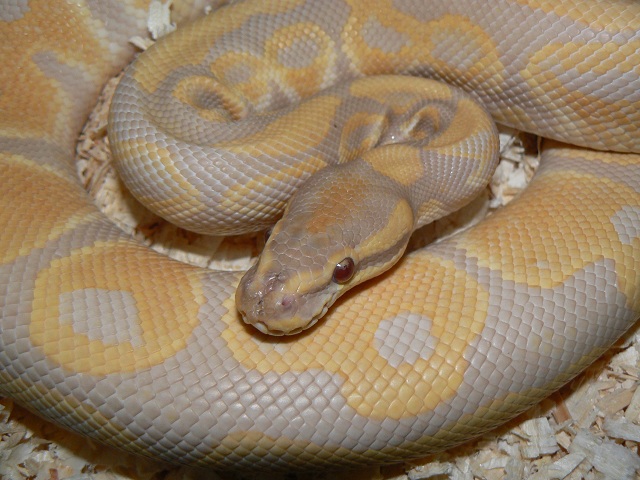 Lavender Male