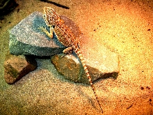 New pet