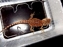 New Pet
