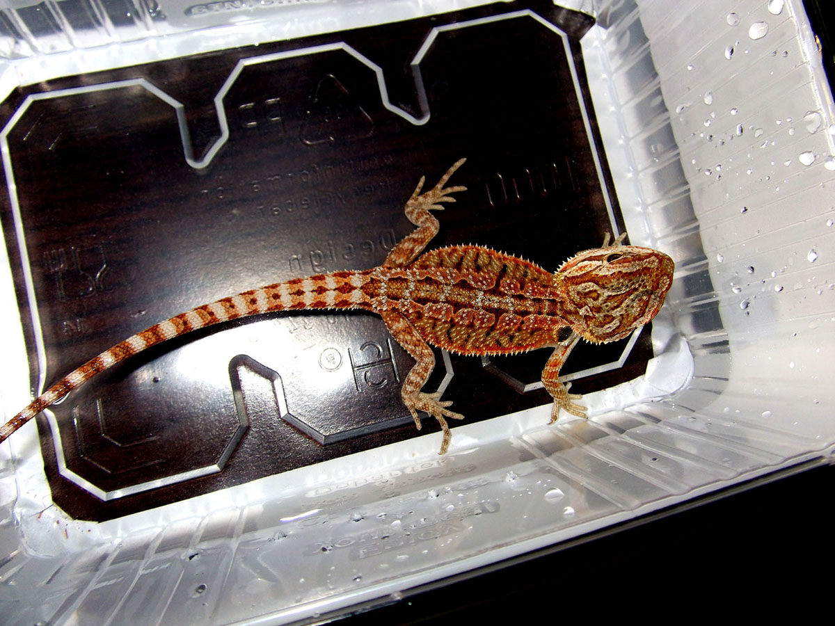 New Pet