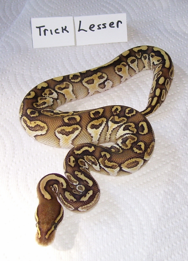 Trick Lesser after 3 sheds