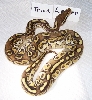 Trick Lesser after 3 sheds 2