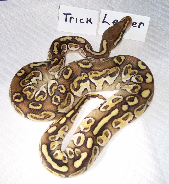 Trick Lesser after 3 sheds 2