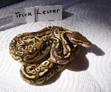 Trick Lesser after 3 sheds 3