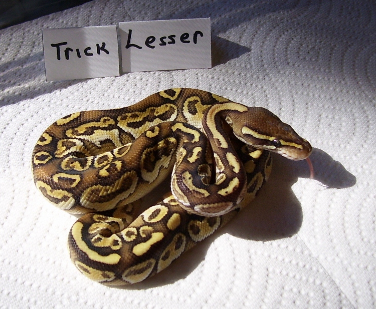 Trick Lesser after 3 sheds 3