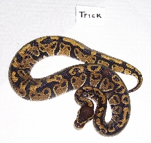 Trick Ball after 3 sheds Pic 1