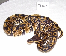 Trick Ball after 3 sheds Pic 2