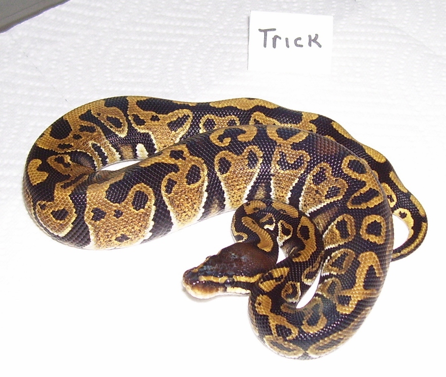 Trick Ball after 3 sheds Pic 2