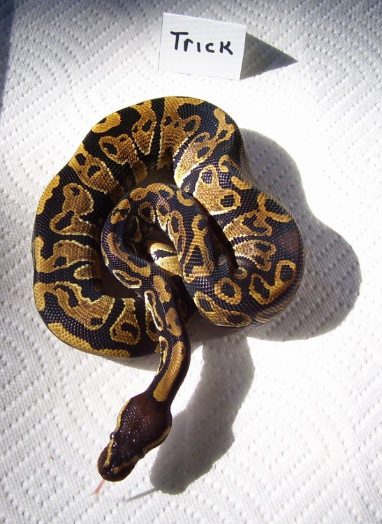 Trick Ball after 3 sheds Pic 3