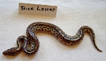 Trick (L.L.T) Lesser