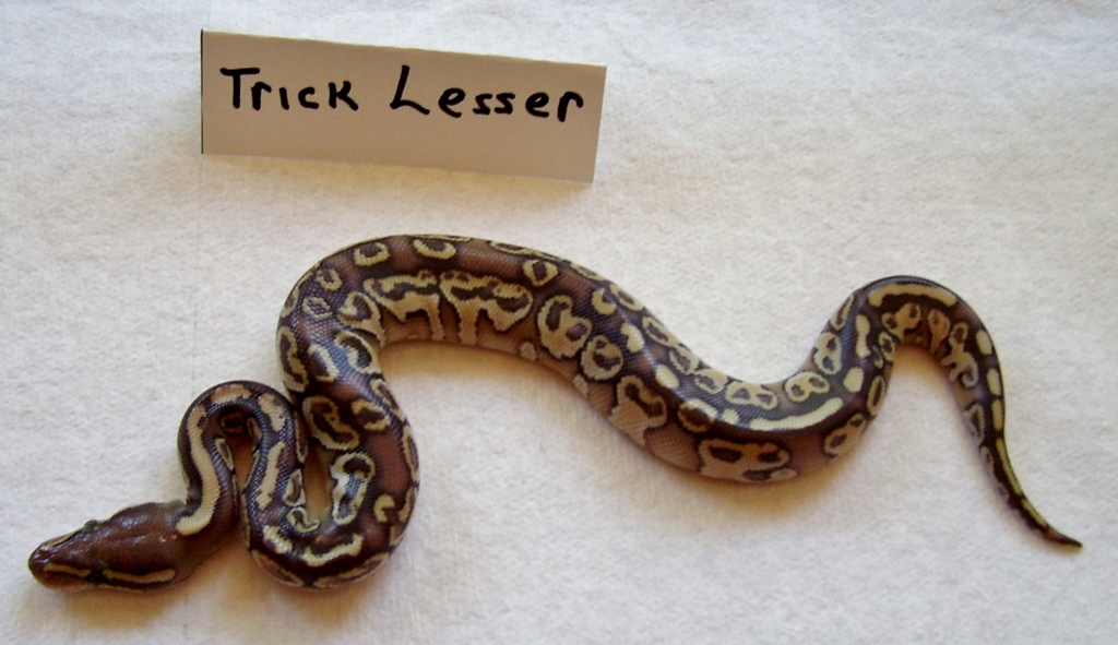 Trick (L.L.T) Lesser