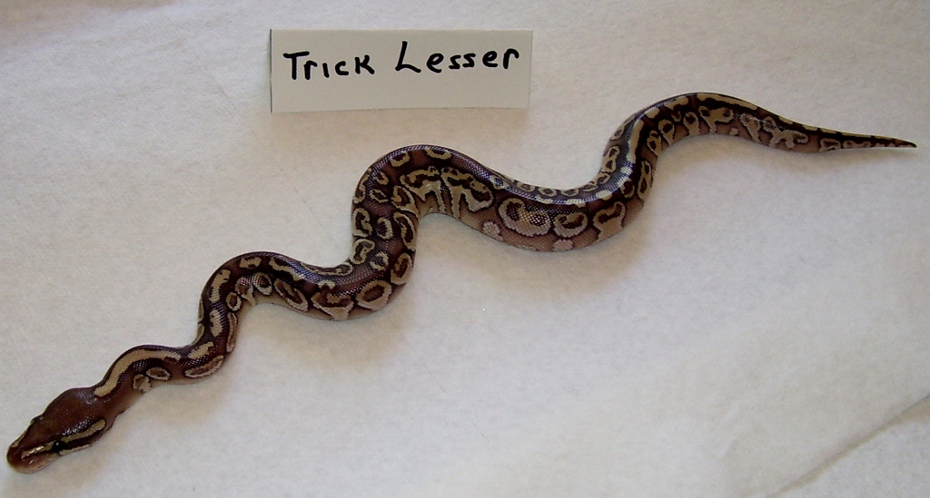Trick Lesser Ball Pic 2