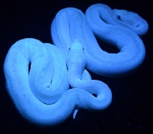 Imperial Clown Blacklight
