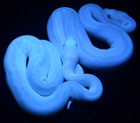 Imperial Clown Blacklight